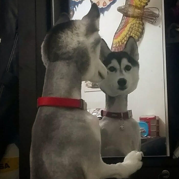 This Husky Just Might Have the Longest Neck in the World