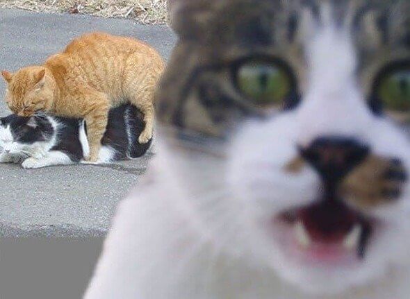 Who Photobombed Who?