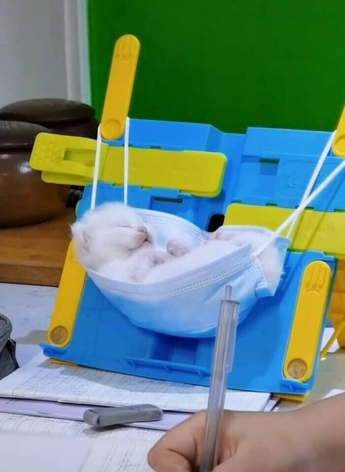 A Kitten Hammock
