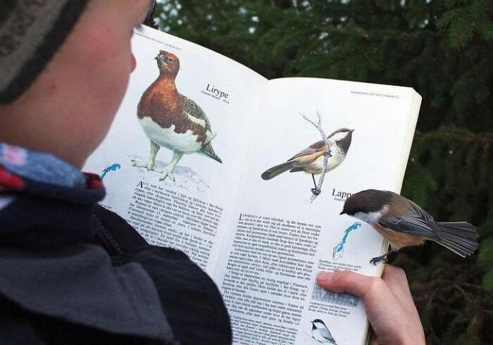 This Bird Recognized Itself In A Book