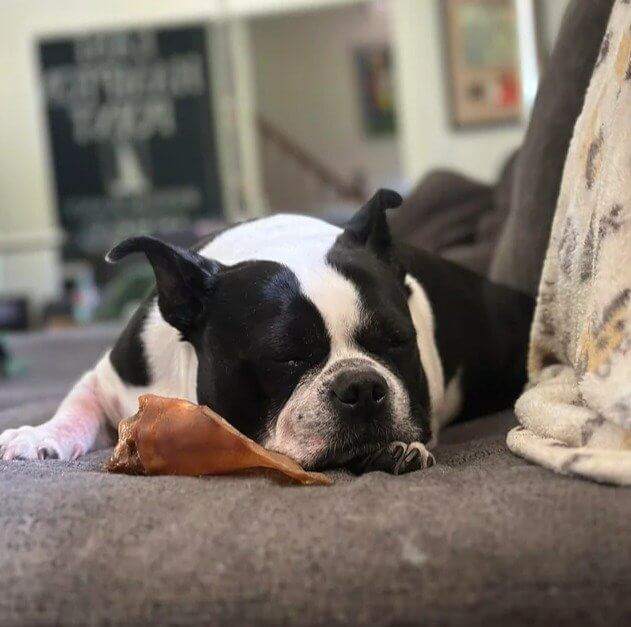 Be Careful When Giving Your Dog Pigs Ears - Some Are Coated in Bleach