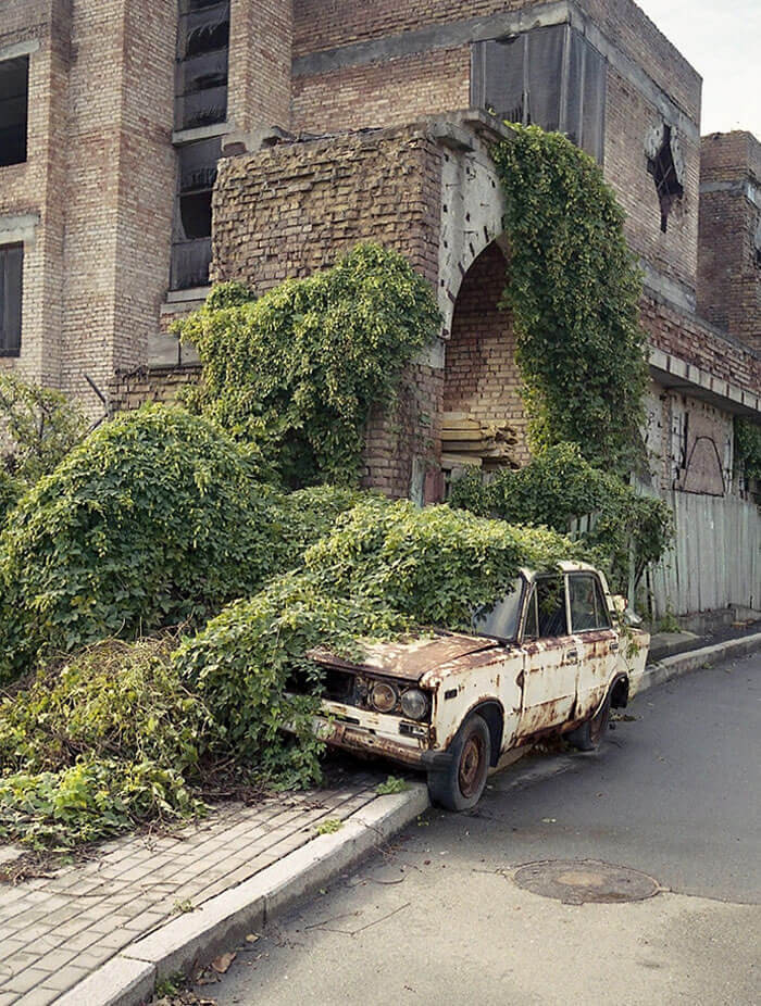 The Ivy Overtook The Car