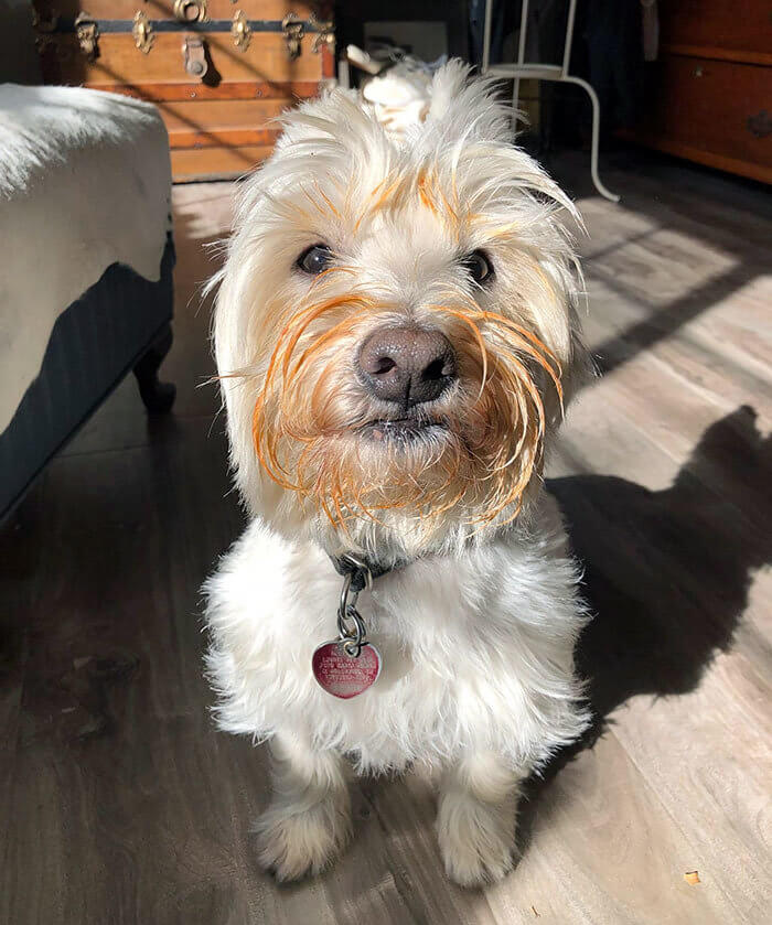 Uh-Oh Spaghetti-O