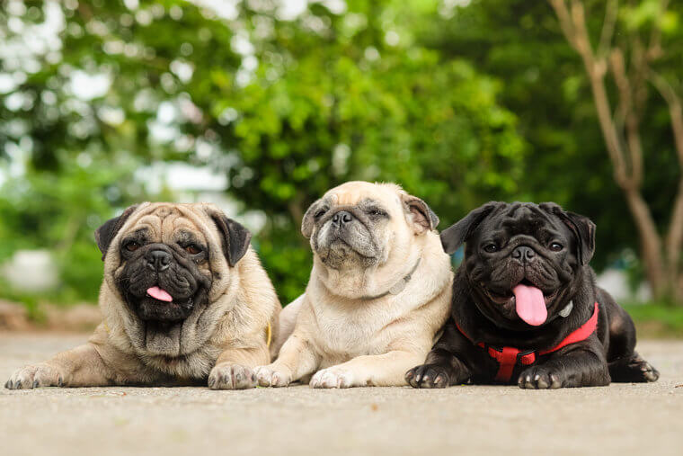 The Pug Is Perfect for Any Living Situation