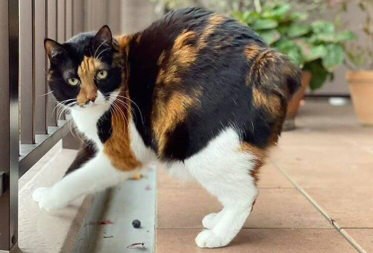 Japanese Bobtail - $1,600