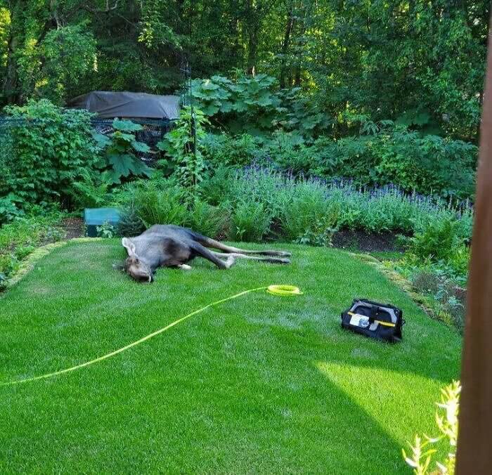 A Moose Loose in the Hoose
