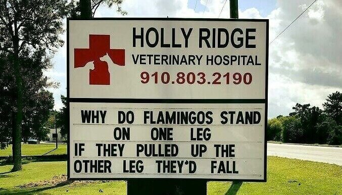 No Animals Are Out of Bounds