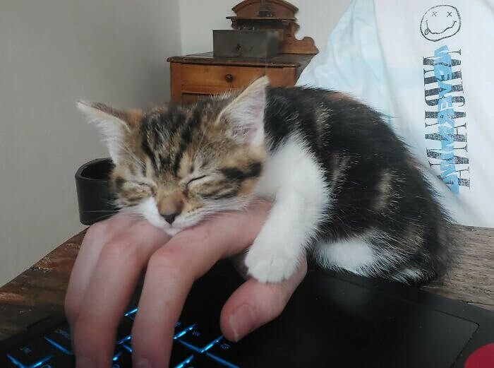 Cat and Mouse