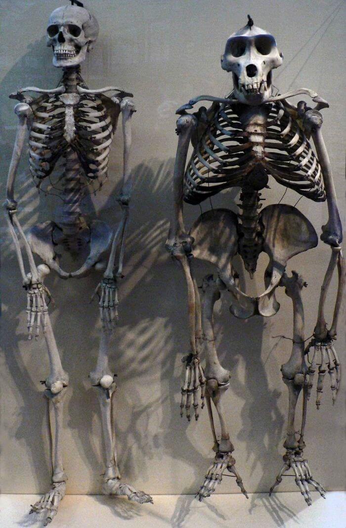 Human And Gorilla Skeletons Have Many Similarities