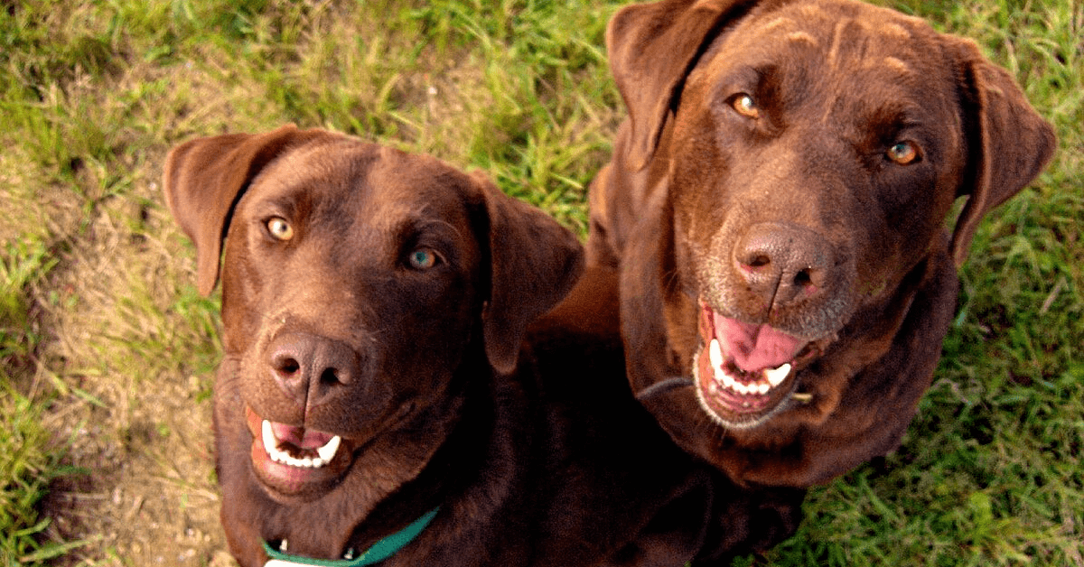 Dog’s Delivery Leaves Veterinarian Scratching Their Head