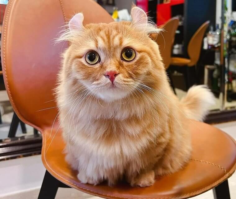 Kinkalow Cat - $3,000