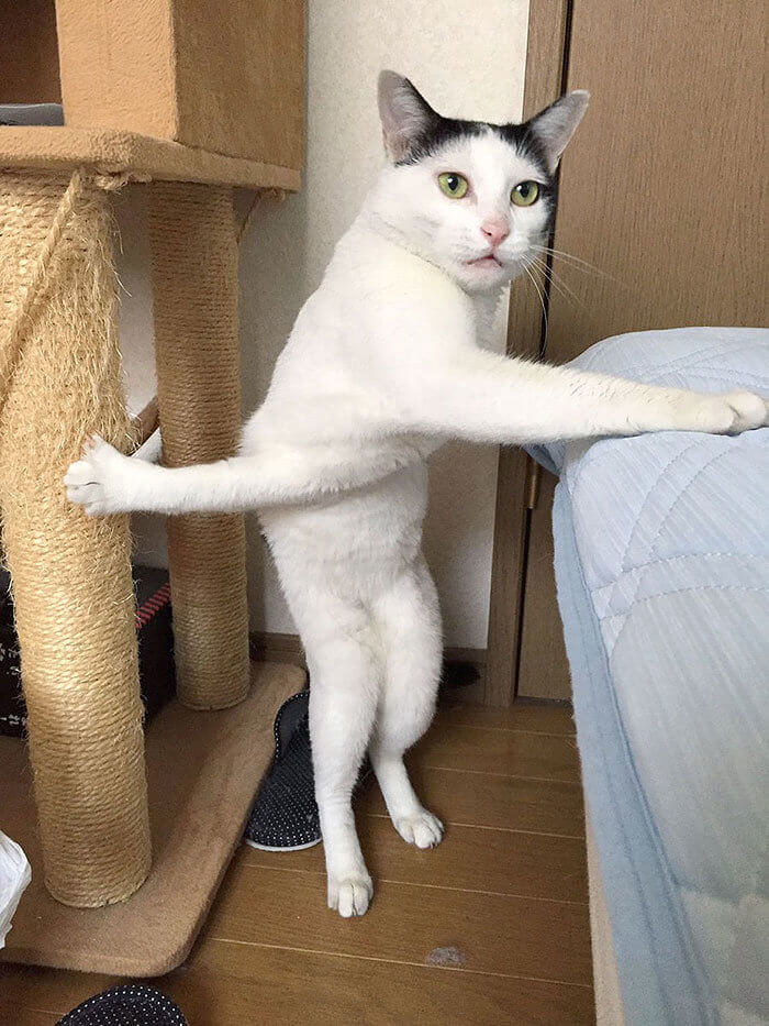 Cat Yogi