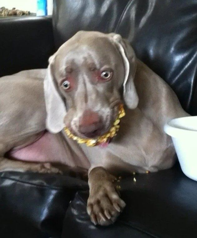 Why Experts Think You Should Stop Feeding Your Dog Leftovers
