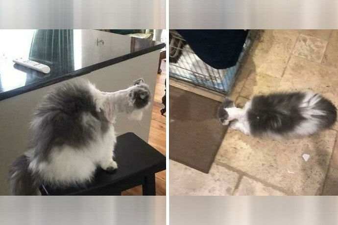 When You're Only Halfway Done but the Cat Refuses to Stay