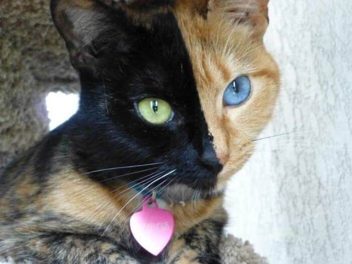 Heterochromia