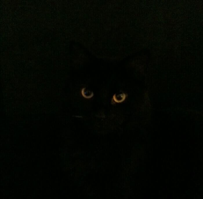 An Owner's Nightly Window Visits