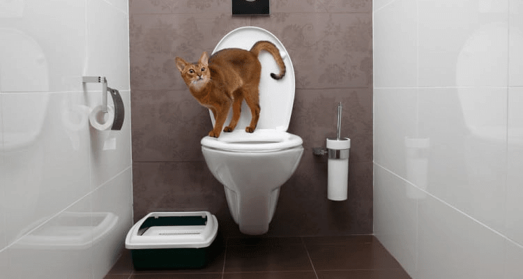 Increased Urination