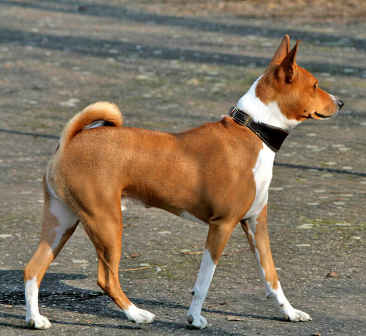 Basenji