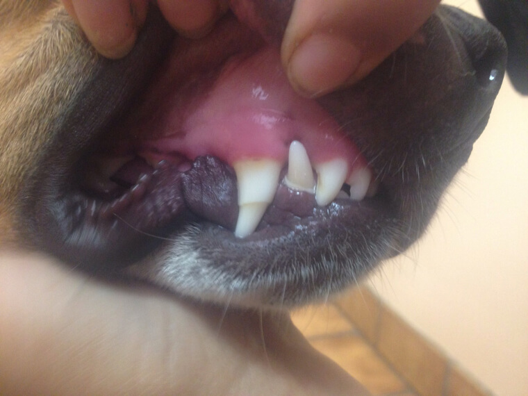 How Often You Should Really Be Brushing Your Dog's Teeth