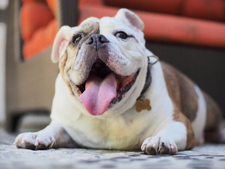 The English Bulldog Doesn't Want to Move Too Much
