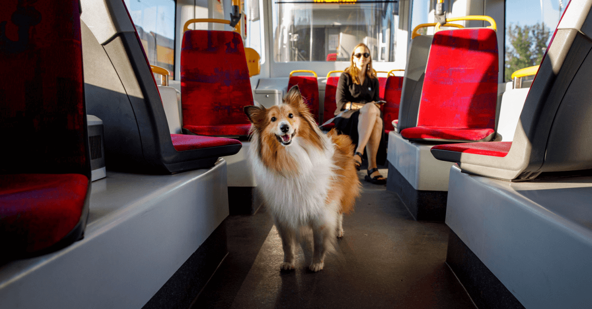 After Seeing a Dog Riding The Subway Alone Each Day, This Curious Passenger Tracked Him