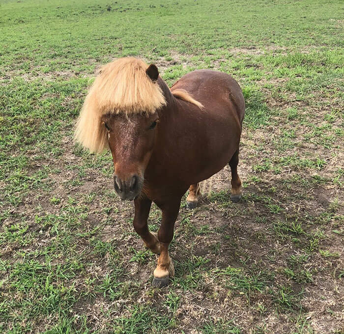 This Horse Clearly Just Went Through a Breakup (hence the Bangs)