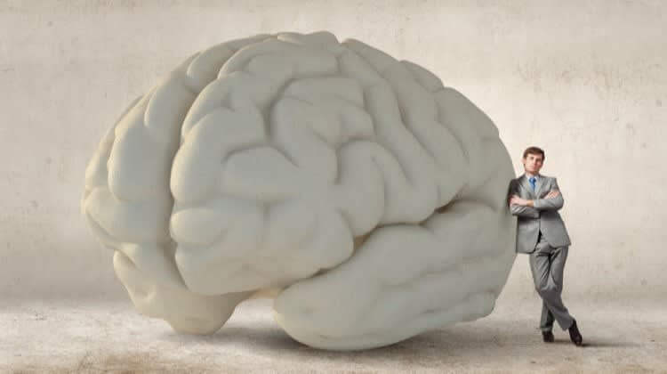 The Brain