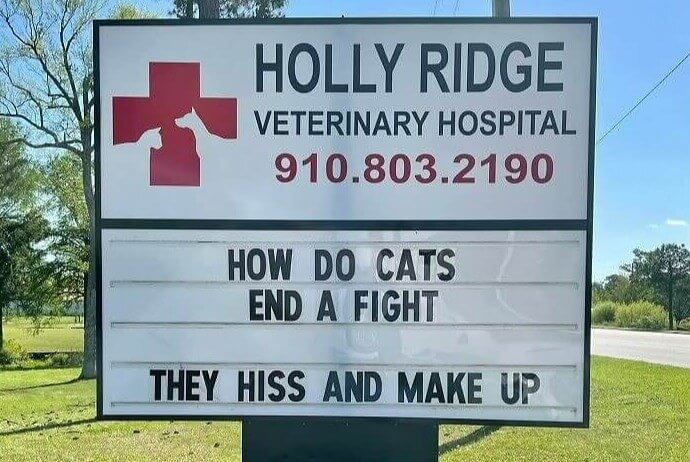 Cat Fight!