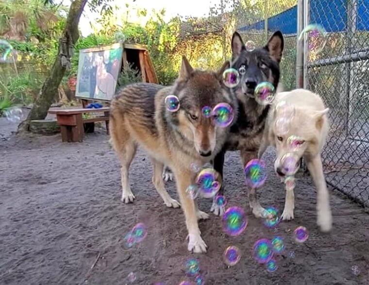 The Shy Wolf Sanctuary