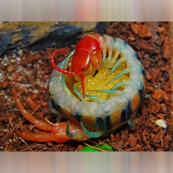 A Centipede Taking Care of Her Eggs