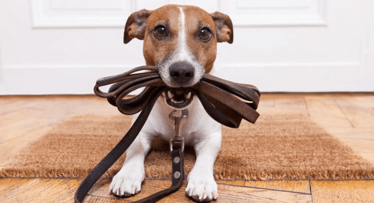 Collar And Lead