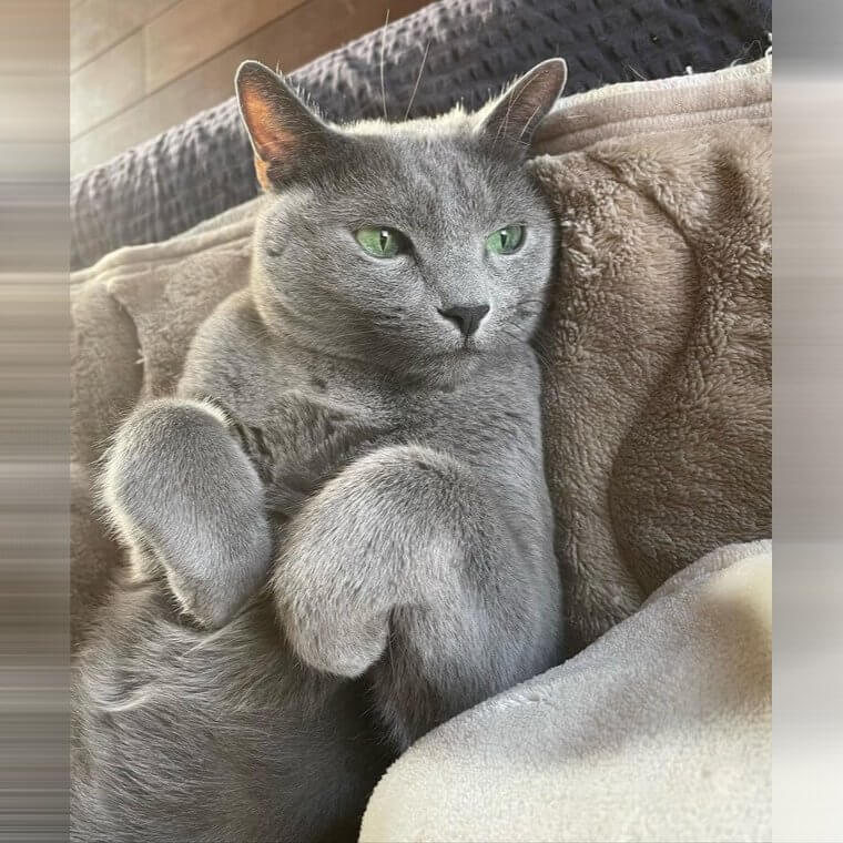 Russian Blue Cat - $3,000