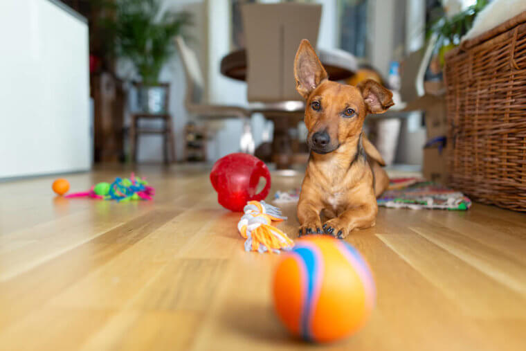 Organize Your Dog's Toys To Avoid Sloppy Stumbles