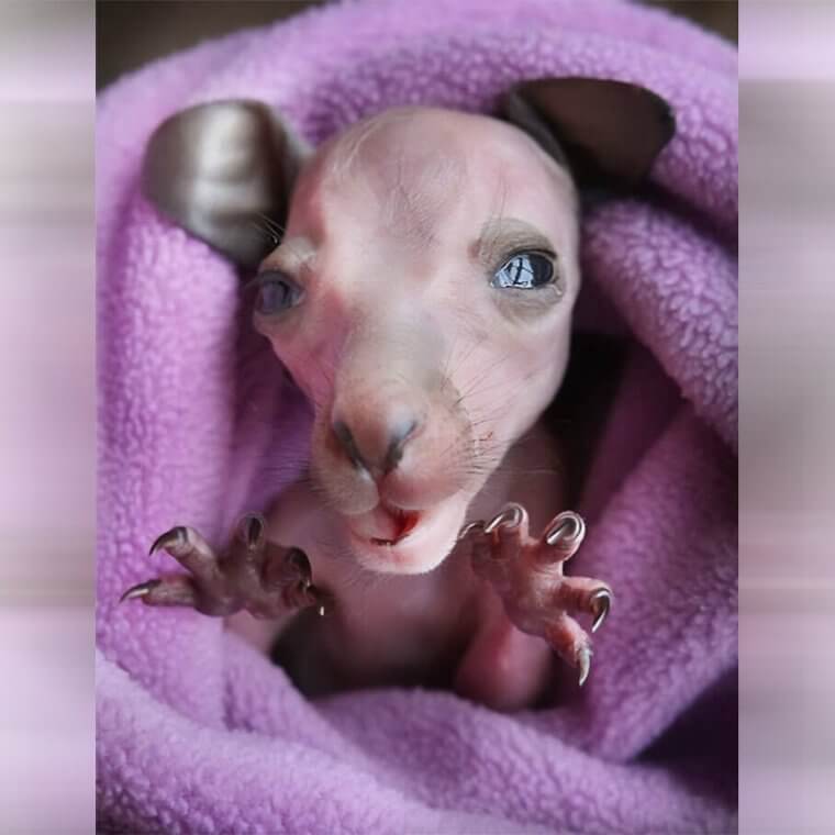 The True Face of a Baby Kangaroo