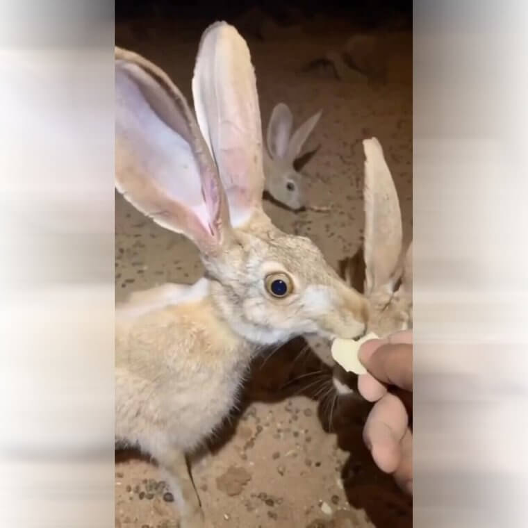 Hares With the Biggest Ears