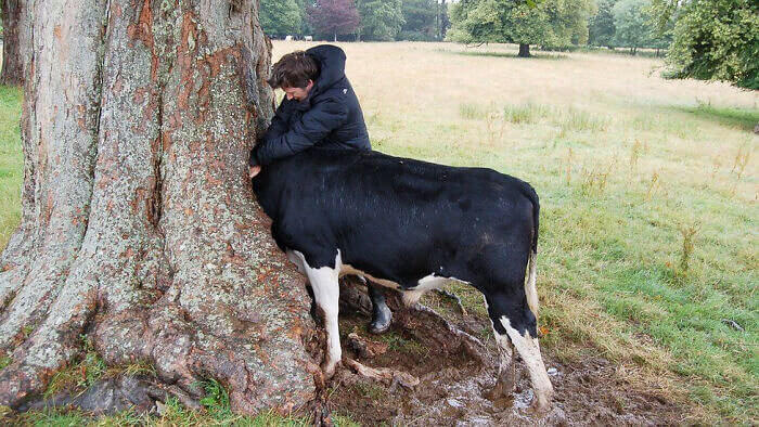 This Cow Got Too Curious for Its Own Good