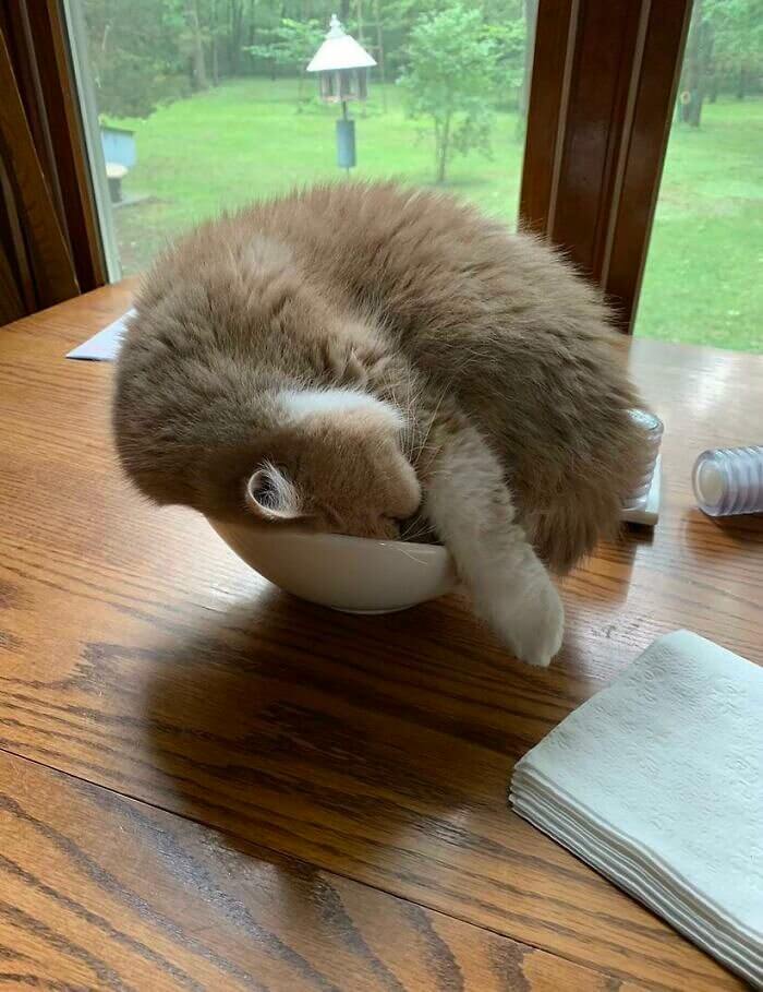 When Your Cat Prefers to Sleep in a Bowl Over Their Bed