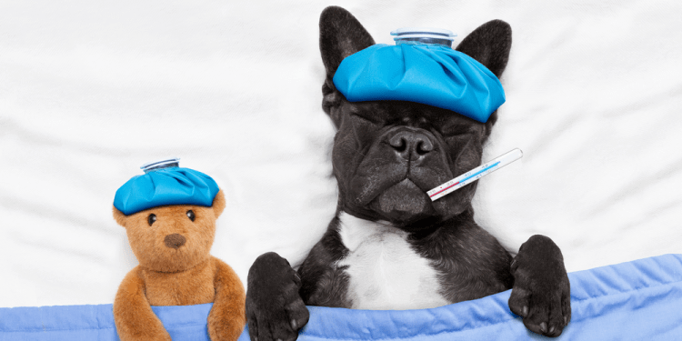 Viruses and Other Infectious Sickness