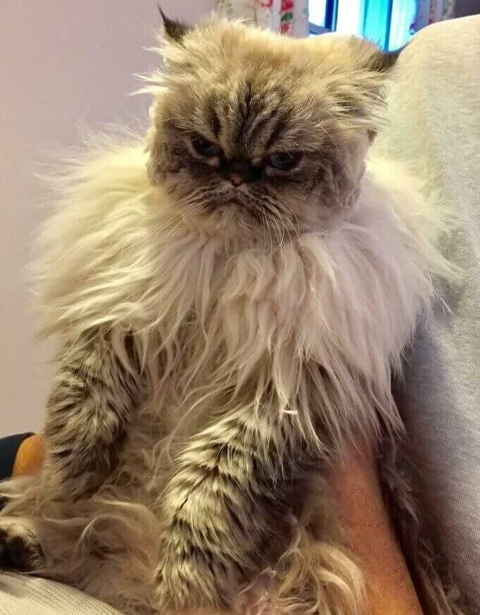 King Richard the Third if He Was a Cat