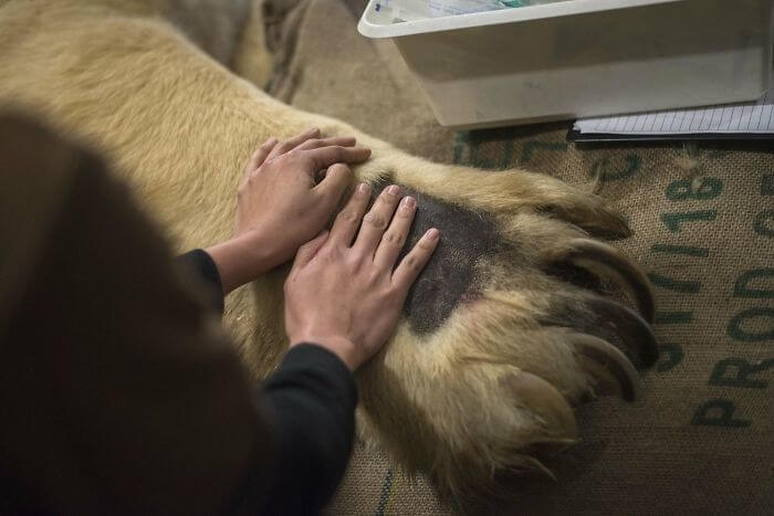 A Polar Bear Paw Is Bigger That Multiple Human Hands