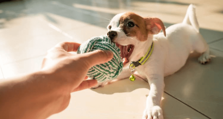 Toys And Chews