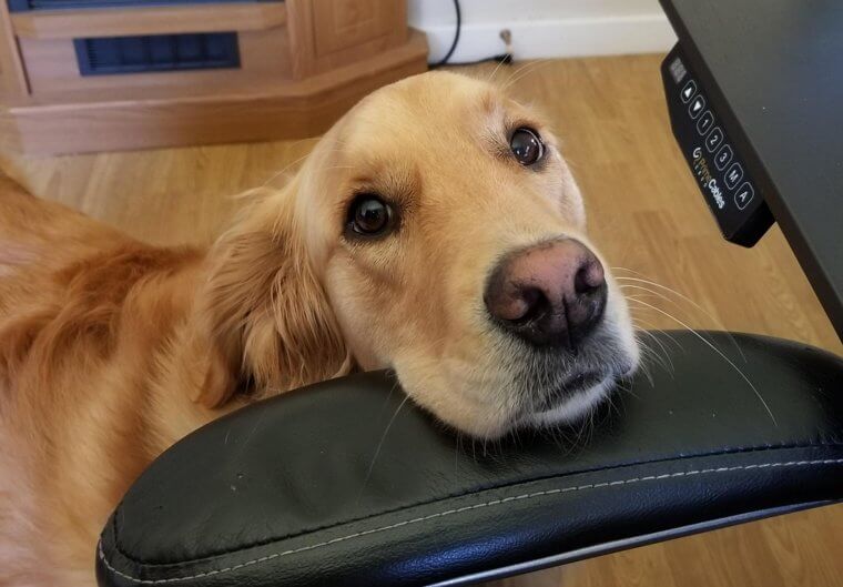 Feed Your Dog the Right Food in the Right Quantities
