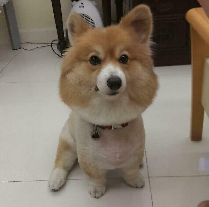 Corgi - Bobblehead Edition