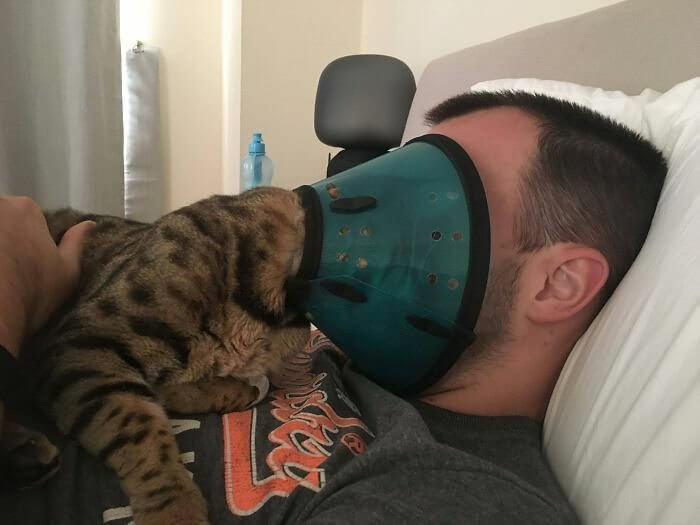 When Your Cat Wants to Share the Cone of Shame