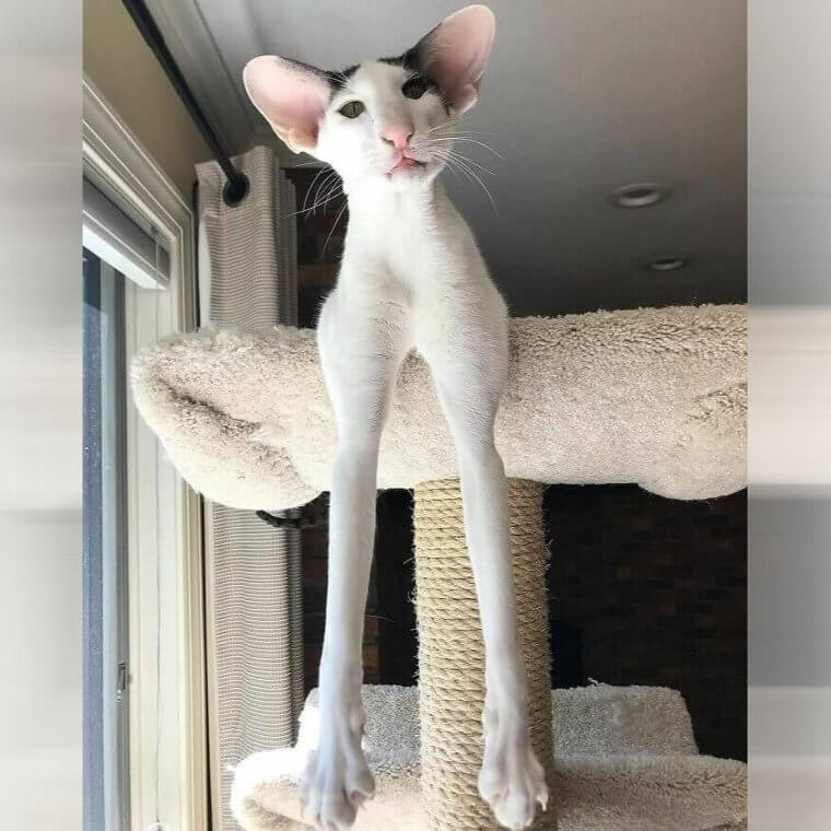 Adam Drive-Purr
