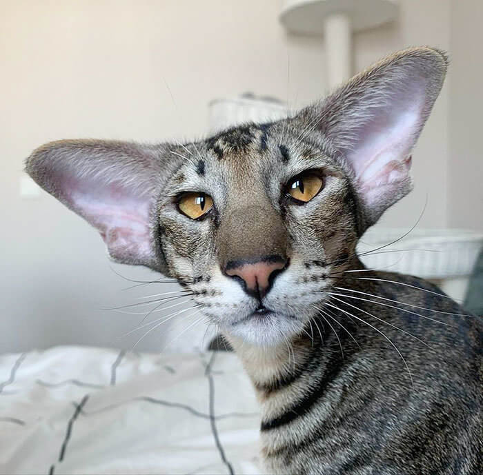 What a Sweet Face