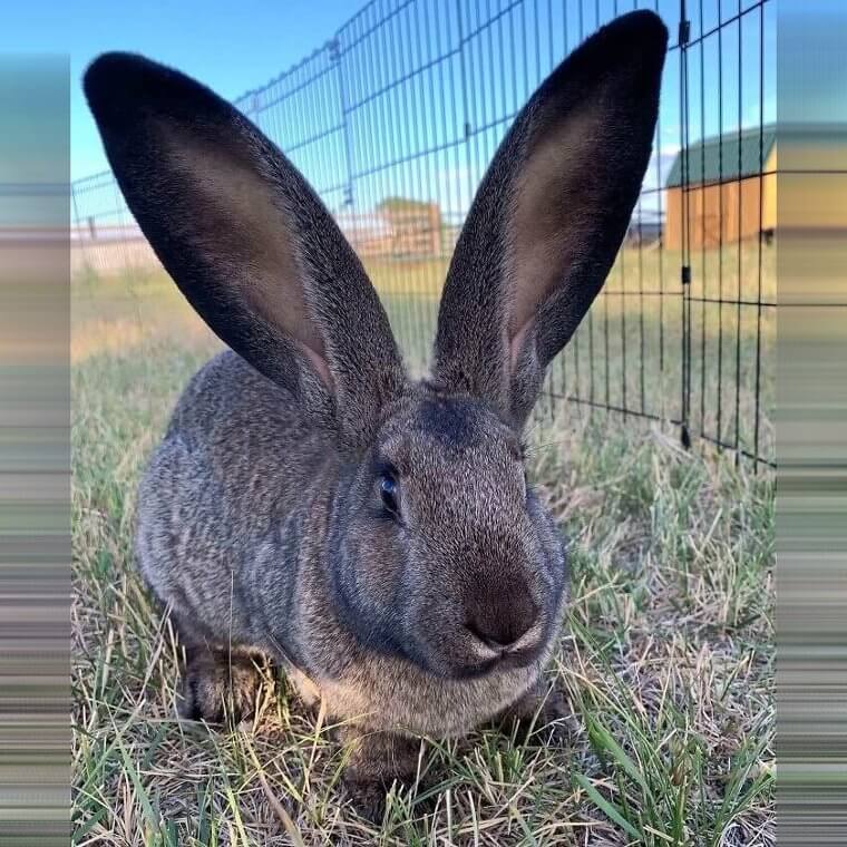 Norman And His Ears