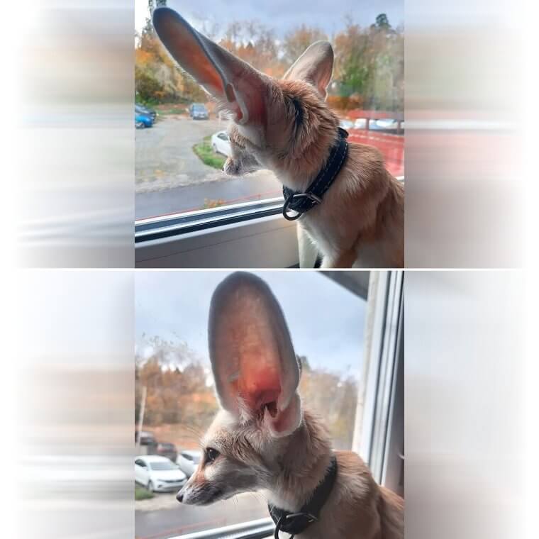 Can You Hear That?