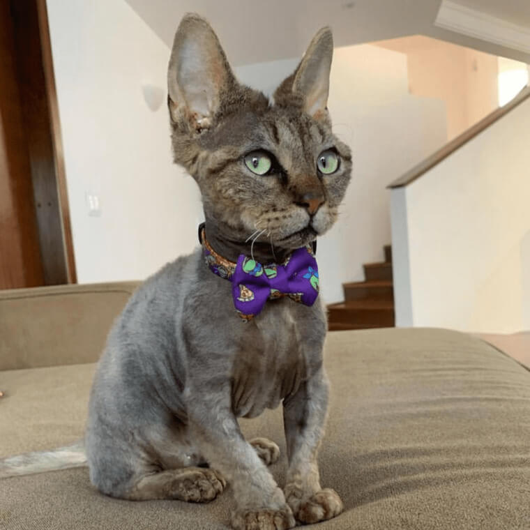 Minskin Cat - $5,000