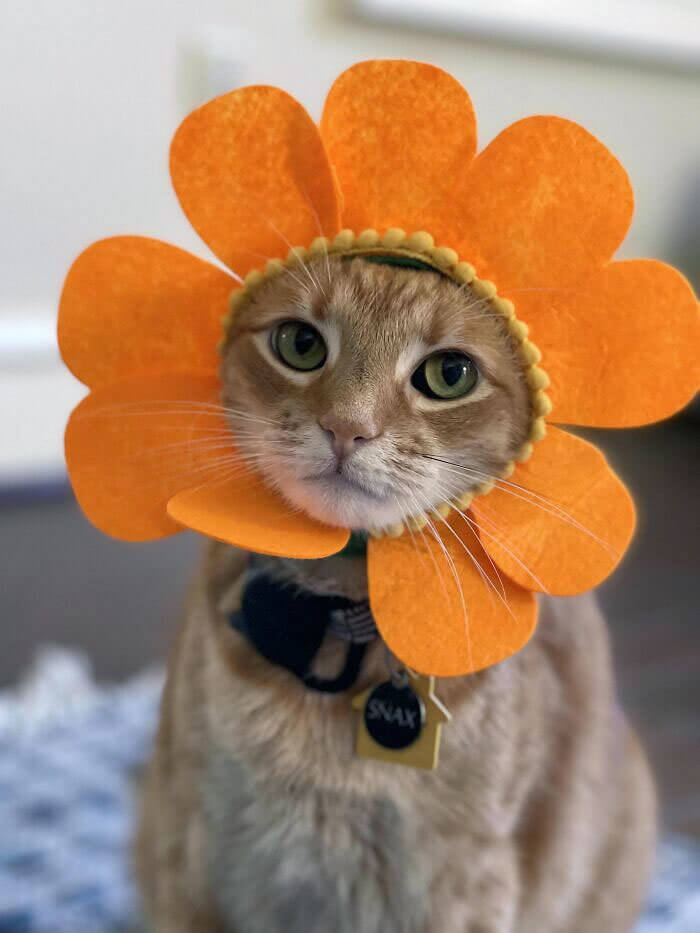 The Purrrrrfect Costume